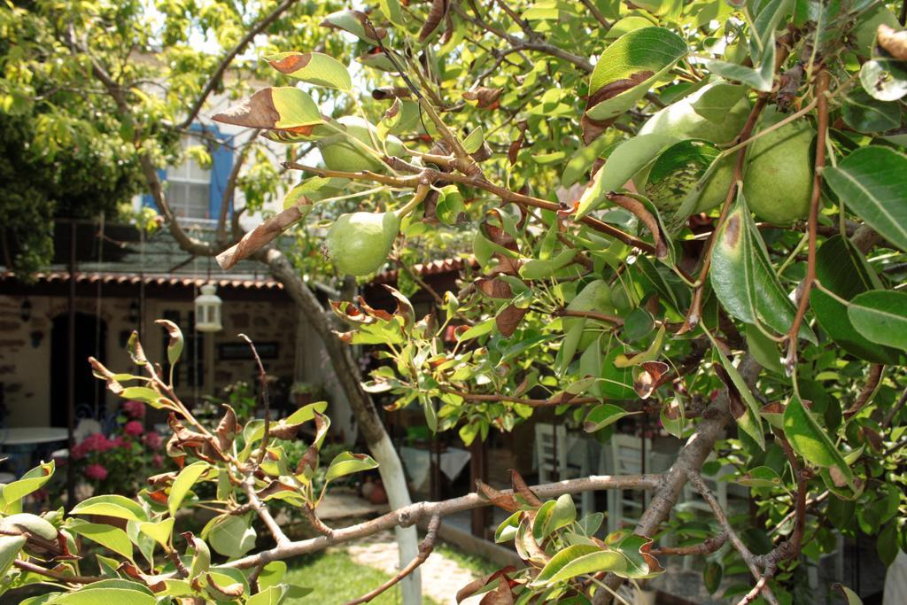 Ayvalı Istanbul Pension מראה חיצוני תמונה