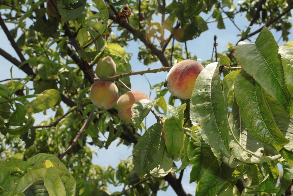 Ayvalı Istanbul Pension מראה חיצוני תמונה